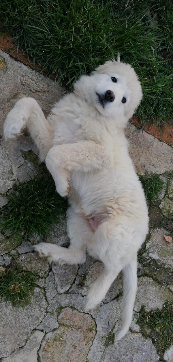 Sam Cucciolo Taglia Grande